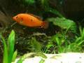 Hemichromis sp. Bangui mit Jungfischen