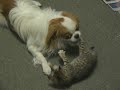 Mochi Playing with Kitty Mochi Playing with Kitty