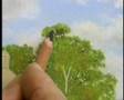 Tree detail in pastel pencil
