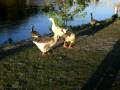 videos de Bickering Geese