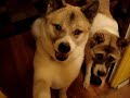 A day in the life of two Akitas