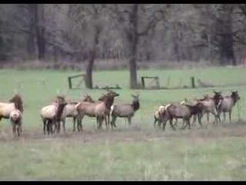 Wild Elk Herd