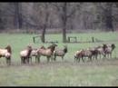Wild Elk Herd
