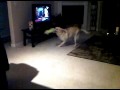 Funny Dutchess