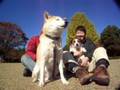 Shiba & JRT 29 けんたとあとむ いつもの北の丸公園:YouTube閲覧数=453回
