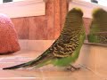 Mitso the talking budgie