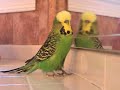 Mitso the talking budgie Mitso the talking budgie