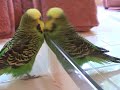 Mitso the talking budgie