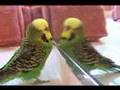 Mitso the talking budgie