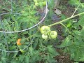 Vegetable garden..thanks to papa Vegetable garden..thanks to papa