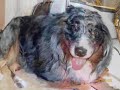 Disco Hunde