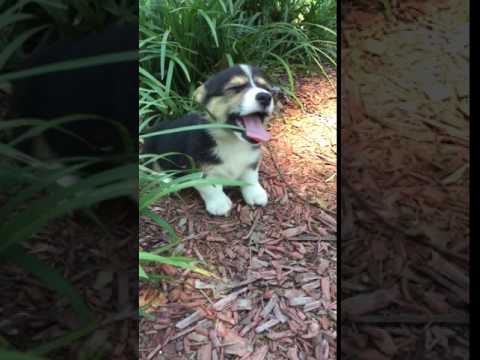 AKC Tri Colored Female Corgi