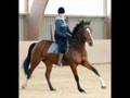 thoroughbreds