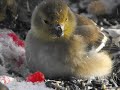 Un panneau de bois pour attirer les oiseaux