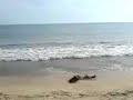 Playa de Bucerias