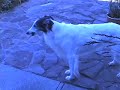 Kumbaya Silken Windhounds
