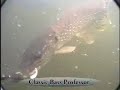 Game Fish - Snook