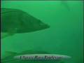 Game Fish - Snook