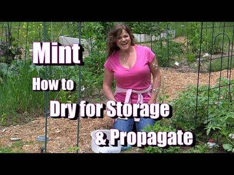 how to replant mint leaves