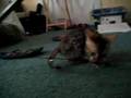 bengal--cat