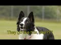 The Border Collie's Apprentice