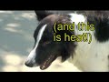 The Border Collie's Apprentice