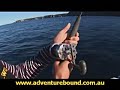 Adventure Bound Jervis Bay Kingfish part 3 Adventure Bound Jervis Bay Kingfish part 3