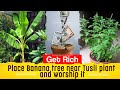 Where To Plant Banana Tree As Per Vastu