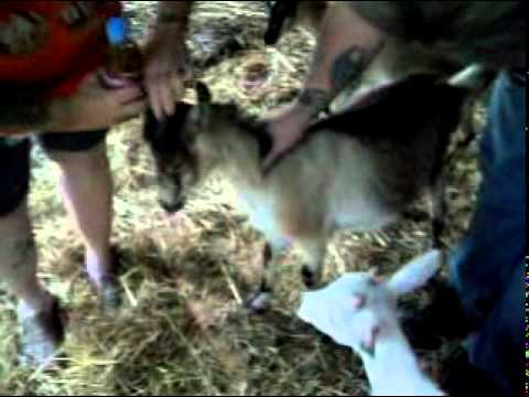 how to treat goat bloat