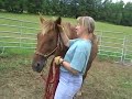 Rescued Standardbred available in TN to adopt