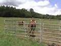 Rescued Standardbred available in TN to adopt