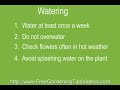 Vinca Vine Flower Planting And Care Tips Vinca Vine Flower Planting And Care Tips