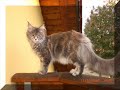 Maine Coons vom Wellenbach Maine Coons vom Wellenbach