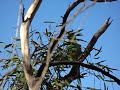 Ring Necked Parrots in Koroit, Queensland, Australia Ring Necked Parrots in Koroit, Queensland, Australia