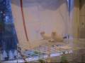 videos de My Two Budgies - Their 3rd Outing