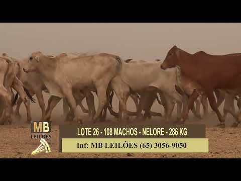 8� LEIL�O PRESENCIAL E VIRTUAL - LUCIANO DUARTE & CONVIDADOS