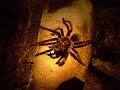 Tarantula Tarantula