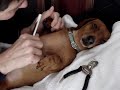 Cutedown Episode #161 {(Cute with Chris Leavins)} {(5-10-2008)}.wmv