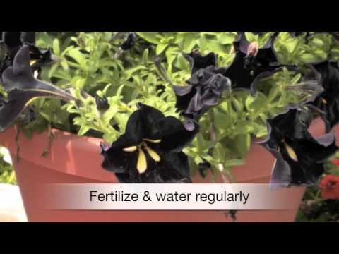 how to fertilize petunias