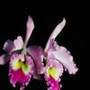 Orchidées du monde