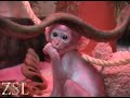 http://www.zsl.org conchita in her creche