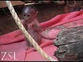 Baby mangabey conchita playing in her creche