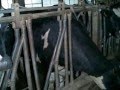 videos de Tractorum.it 