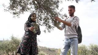 قطف الزيتون في قرية الشباب البيئية - كفر نعمة قطف الزيتون في قرية الشباب البيئية - كفر نعمة