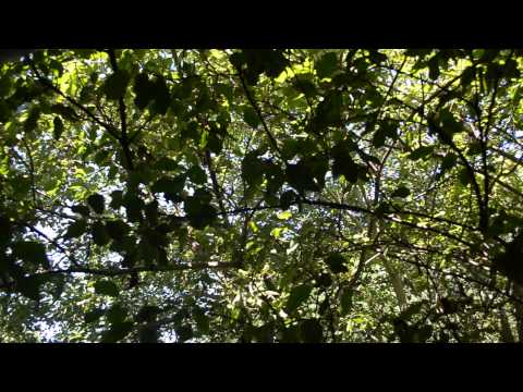Relaxation Asmr: Garden and Bells sounds
