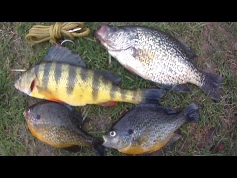 how to measure a fish ny