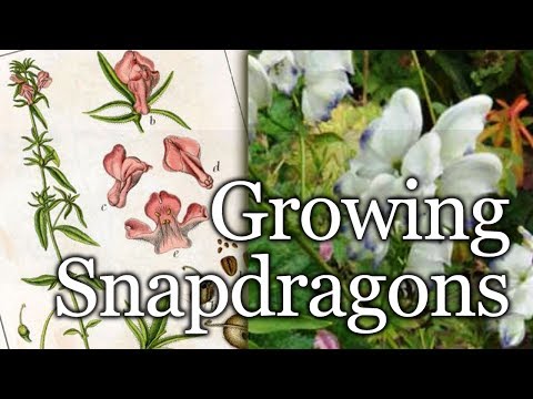how to fertilize snapdragons