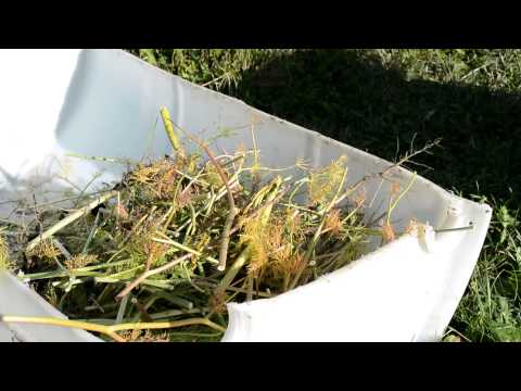 how to harvest dill seeds