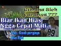 Cara Merawat Ikan Hias Agar Tidak Cepat Mati