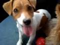 Addestramento cani (Fallimento totale...:) )